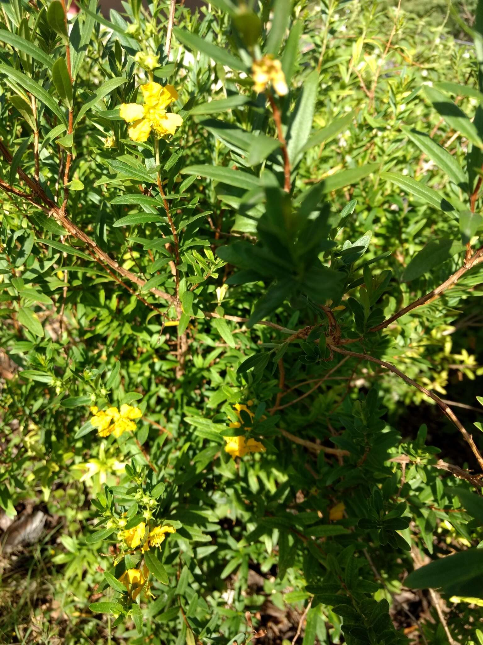 Image of shrubby yellowcrest