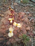 Image of Stylidium acuminatum (Carlquist) Wege