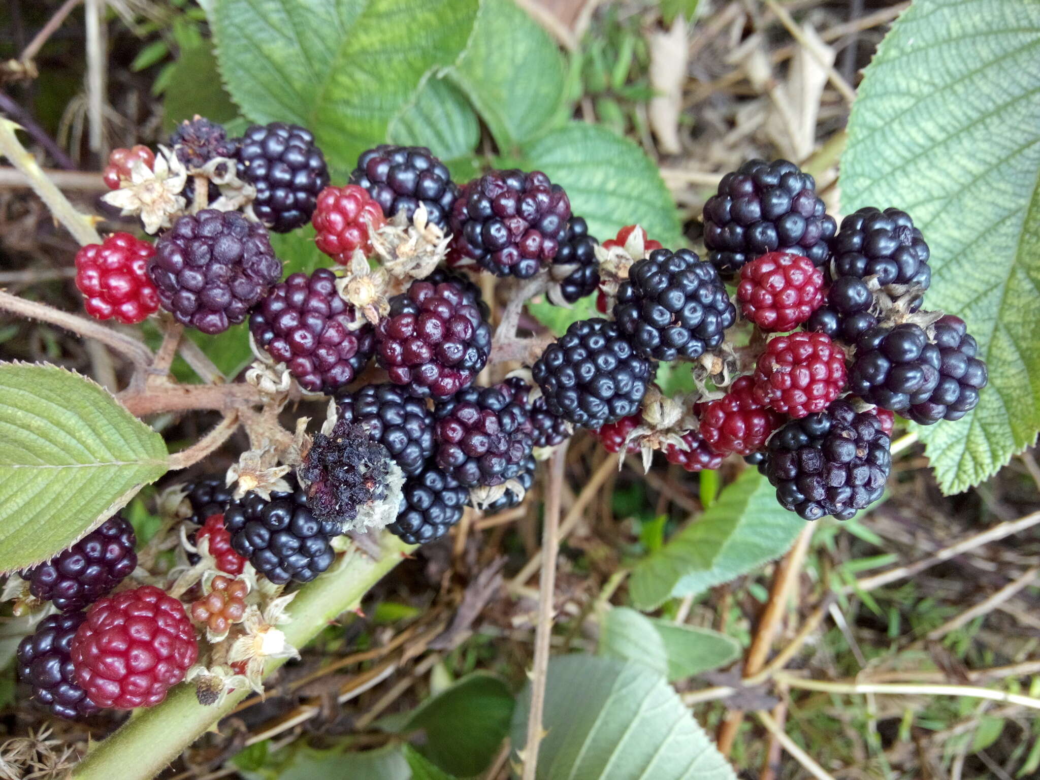 Image of Rubus guyanensis Focke