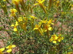 Sivun Tagetes argentina Cabrera kuva