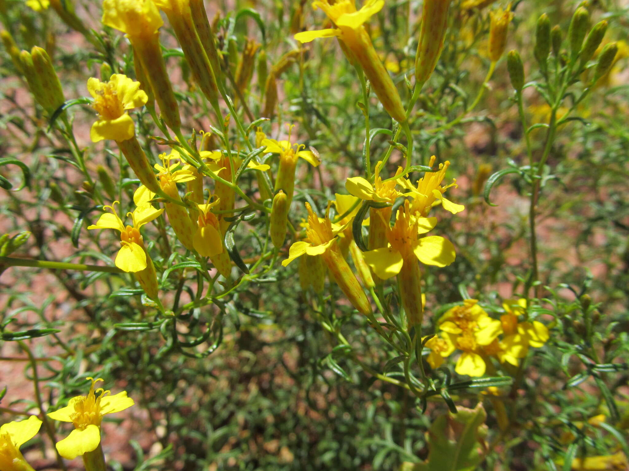 Sivun Tagetes argentina Cabrera kuva