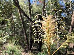 Imagem de Grevillea banksii R. Br.