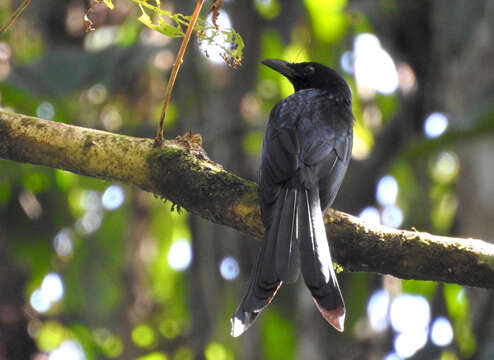 Image of Andaman Drongo