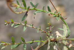 Image of Monopsis unidentata subsp. unidentata