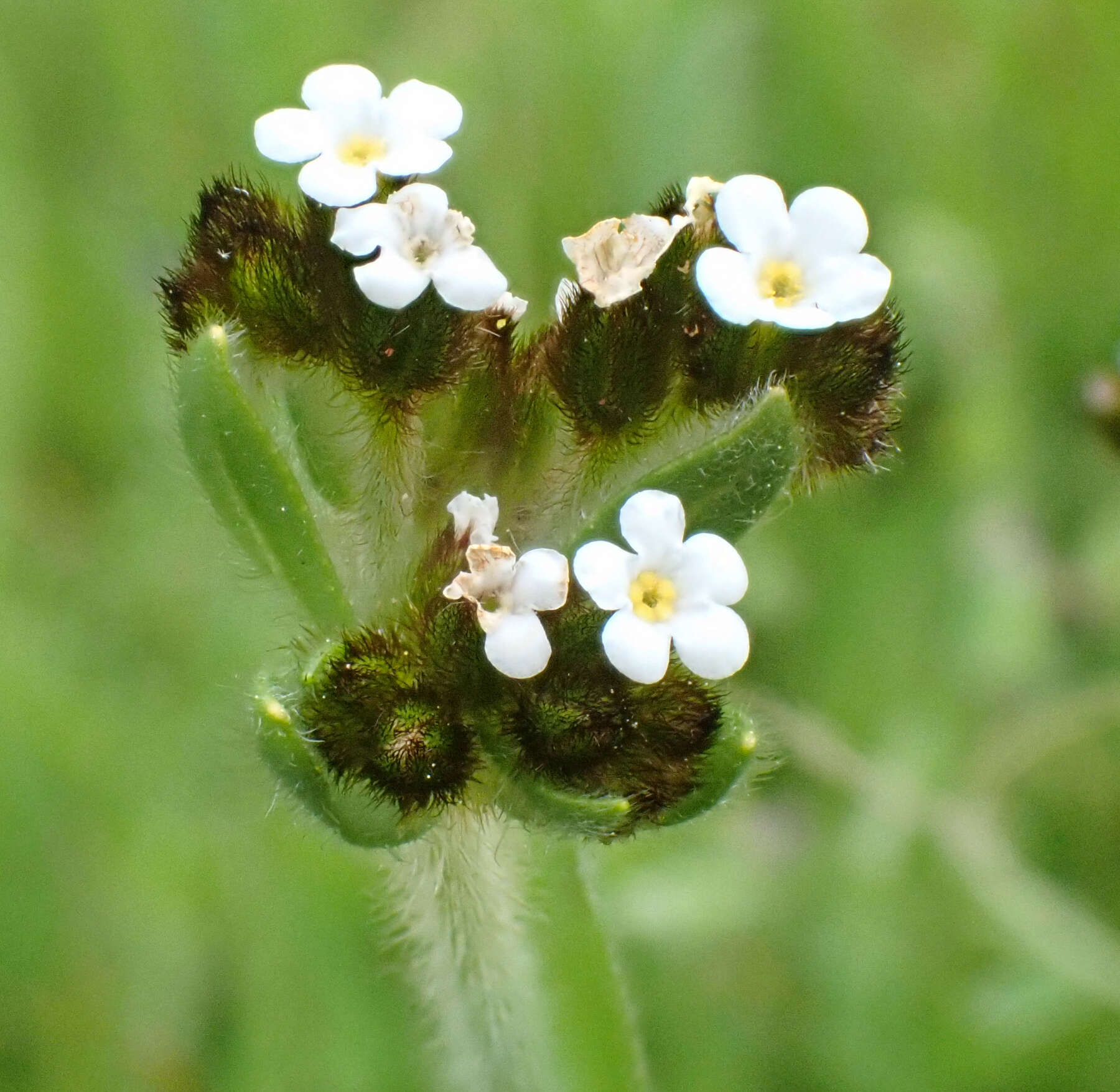 Sivun Plagiobothrys fulvus (Hook. & Arn.) I. M. Johnst. kuva