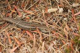 Image of South-western Rock-skink