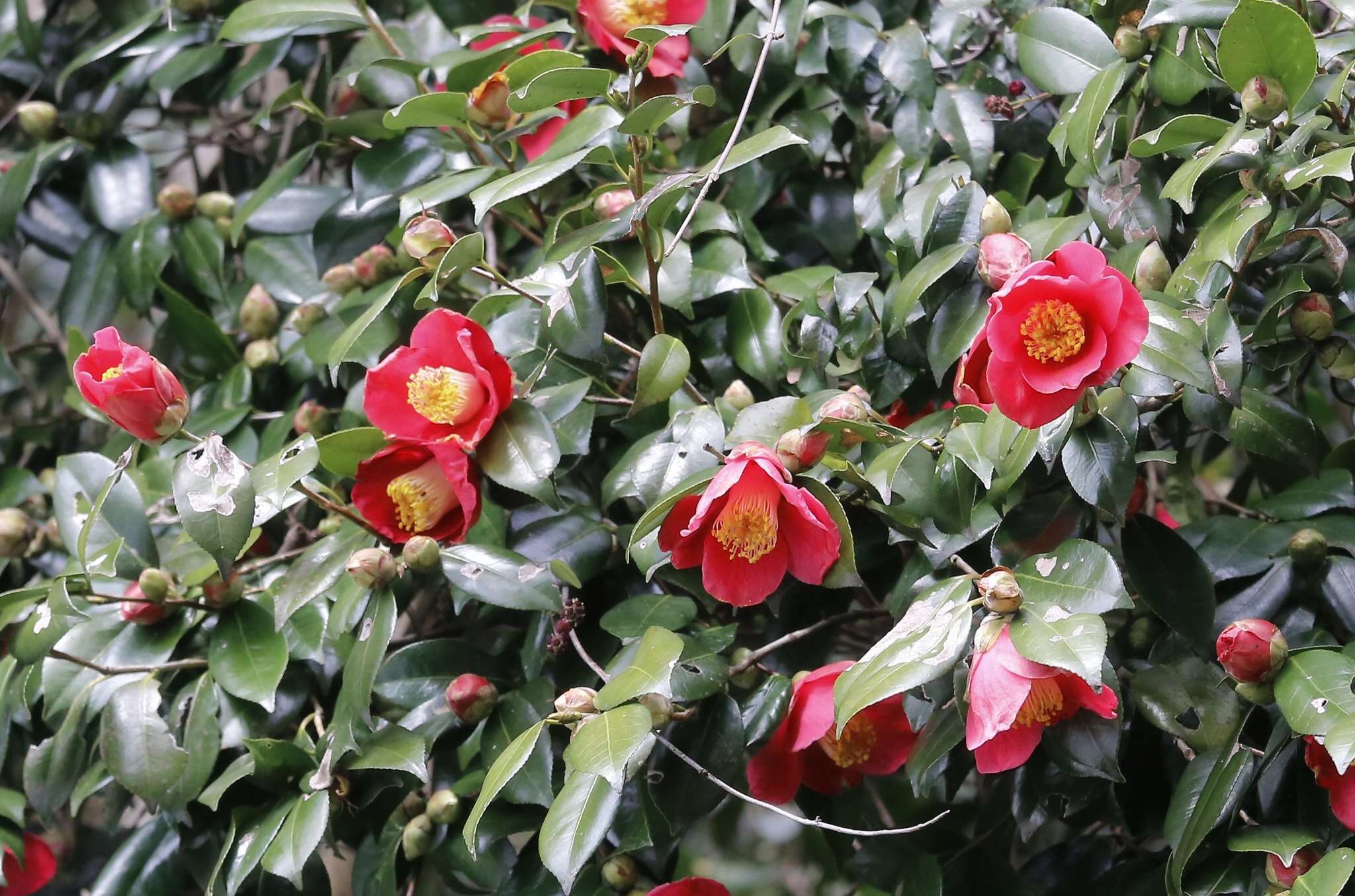 Image of camellia