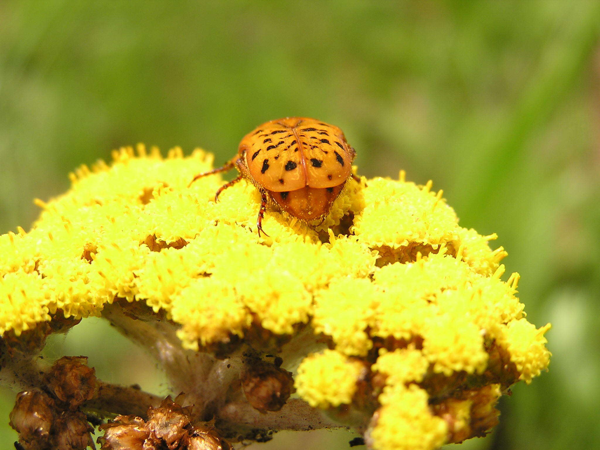 Image of Atrichelaphinis nigropunctulata (Péringuey 1896)