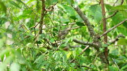 Image of Pale-billed Flowerpecker
