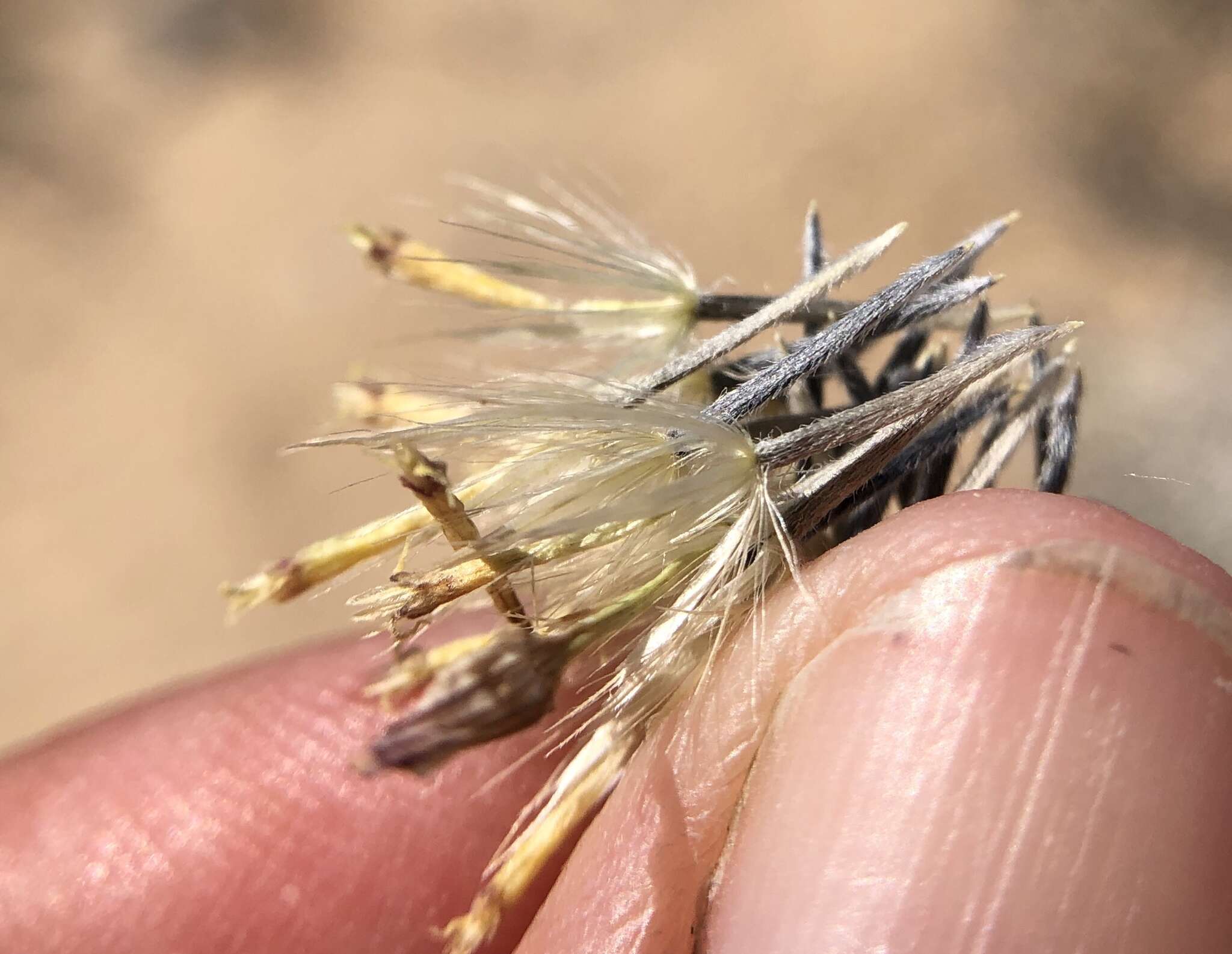 Image of Mojave hole-in-the-sand plant