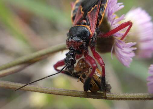 Image of Apiomerus floridensis Berniker & Szerlip ex Berniker et al. 2011