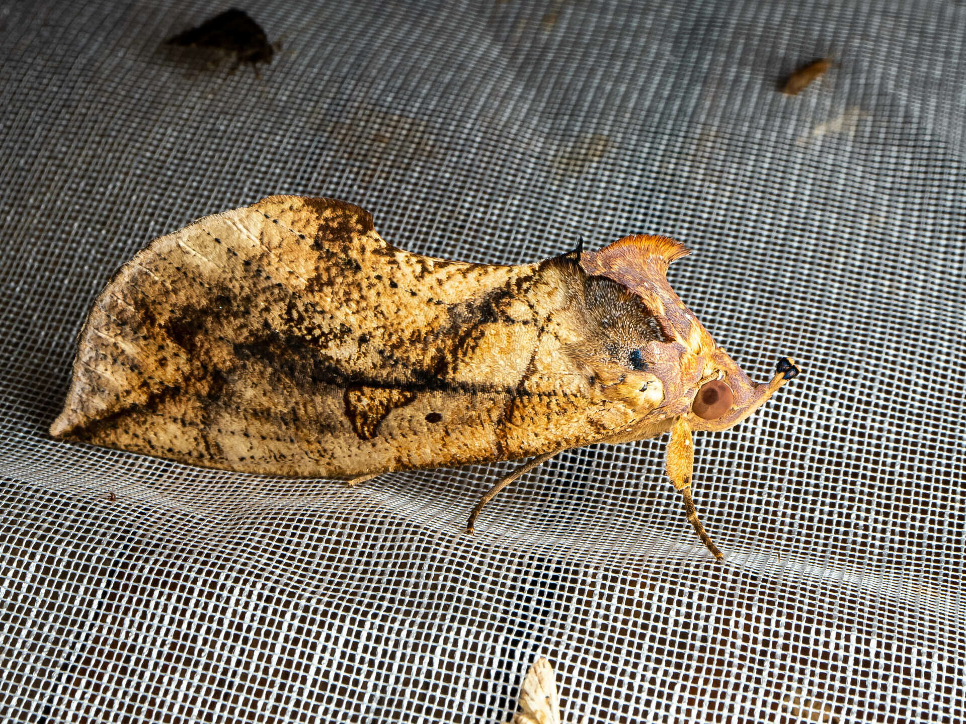 Image of Eudocima euryzona