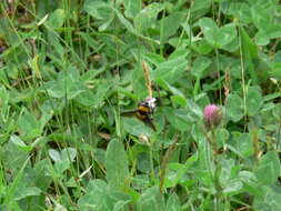 Plancia ëd Bombus hortulanus Friese 1904