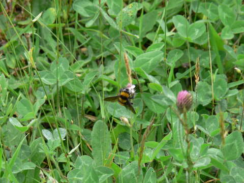 Image of Andean Gardener Bumble Bee