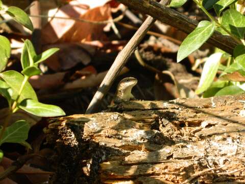 صورة Sceloporus aeneus Wiegmann 1828