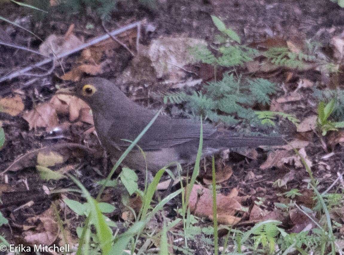 Image of Spectacled Thrush