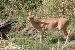 Image of Bohor Reedbuck