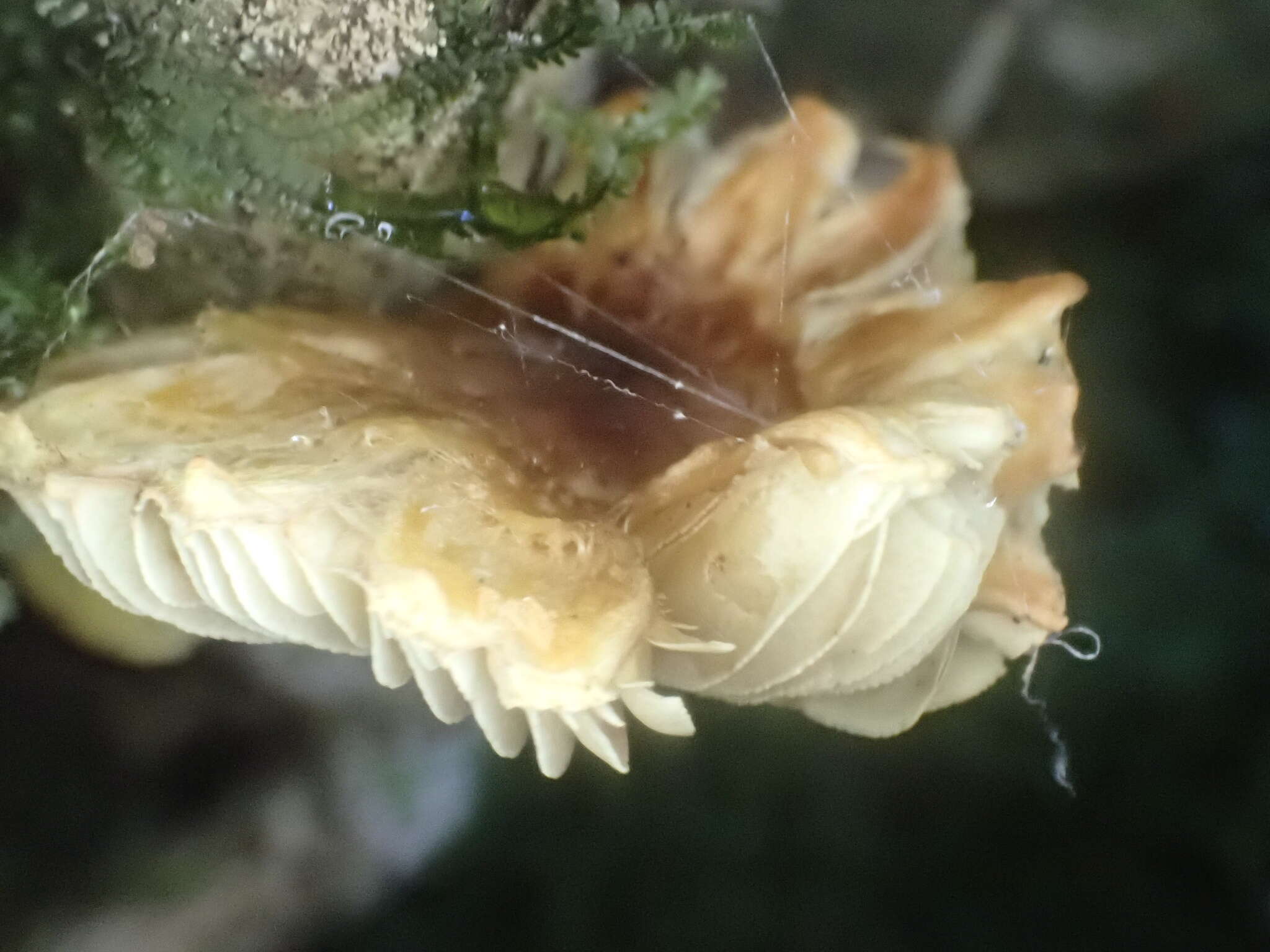 Image of Inocybe lutea Kobayasi & Hongo 1952