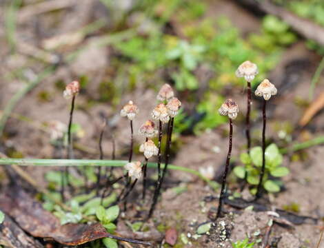 Imagem de Asterella drummondii (Taylor) R. M. Schust. ex D. G. Long