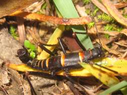 Image of Monticomorpha flavolimbata (Redtenbacher 1906)