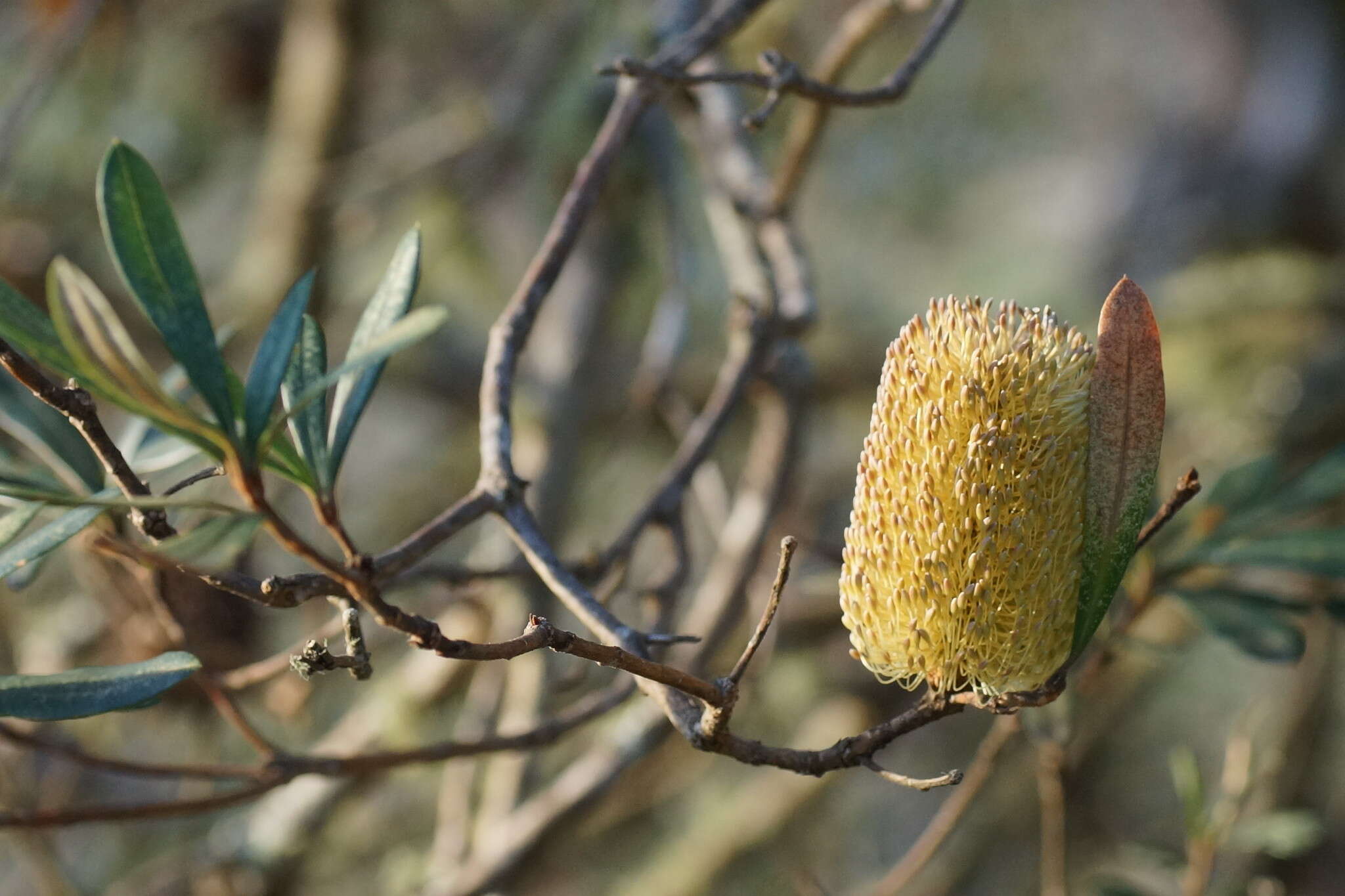 Image of Banksia integrifolia subsp. monticola K. R. Thiele