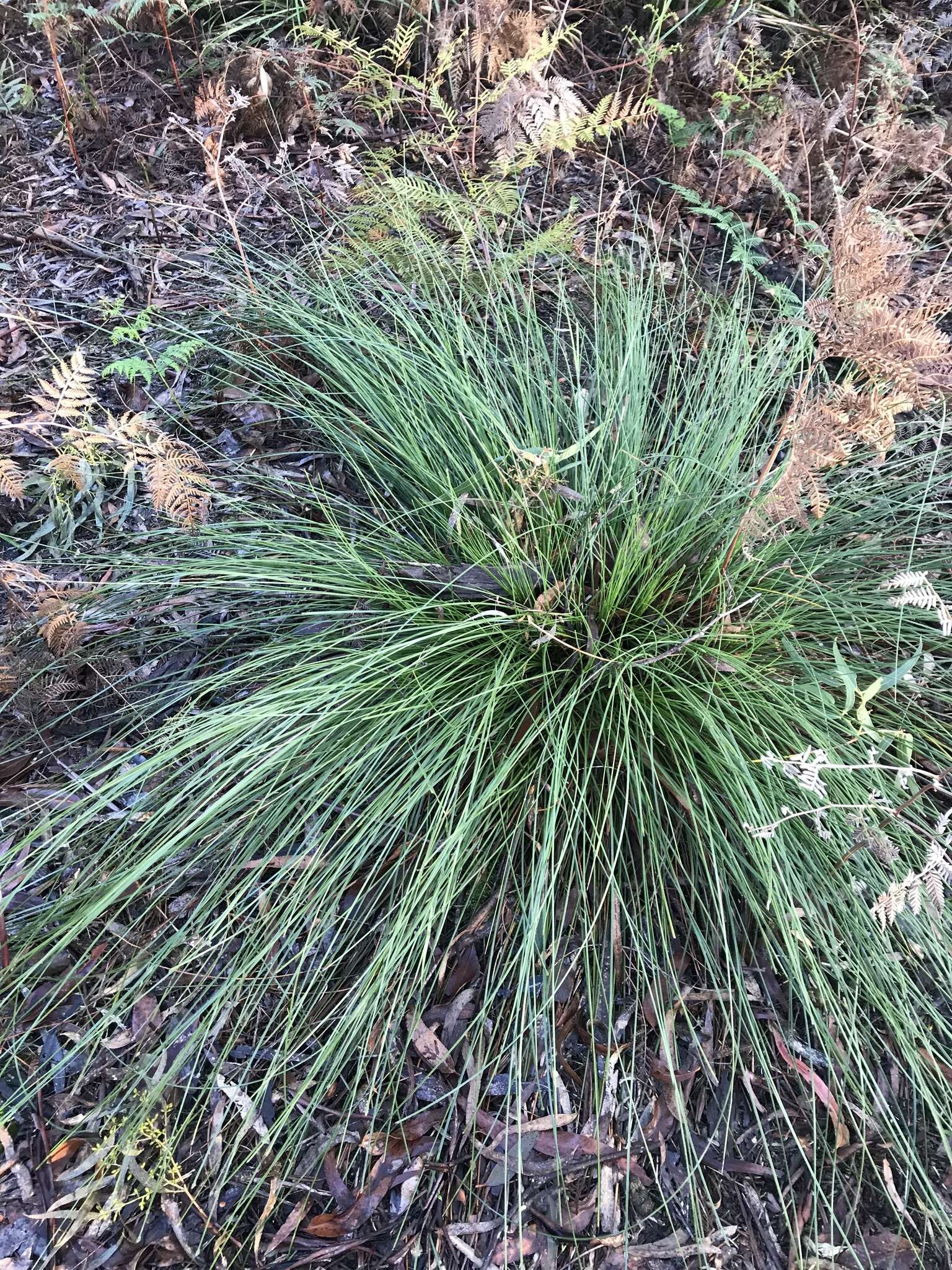 Image of Xanthorrhoea minor subsp. lutea D. J. Bedford