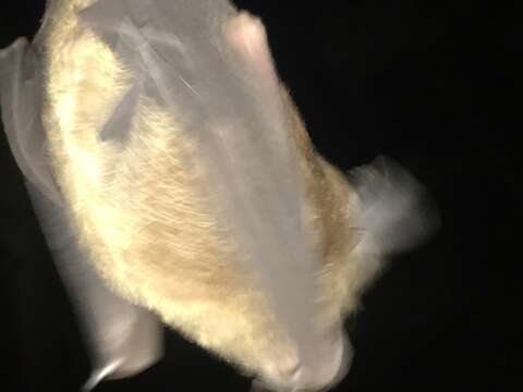 Image of Rufous Horseshoe Bat