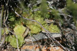 Image of Haworthia cymbiformis (Haw.) Duval