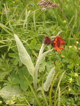 صورة Tephroseris integrifolia subsp. capitata (Wahlenb.) B. Nord.