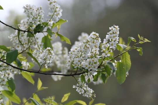 Image of Bird Cherry