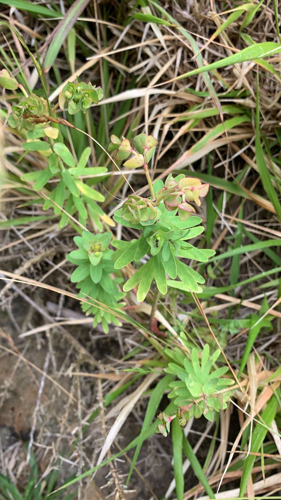 Слика од Euphorbia azorica Hochst.