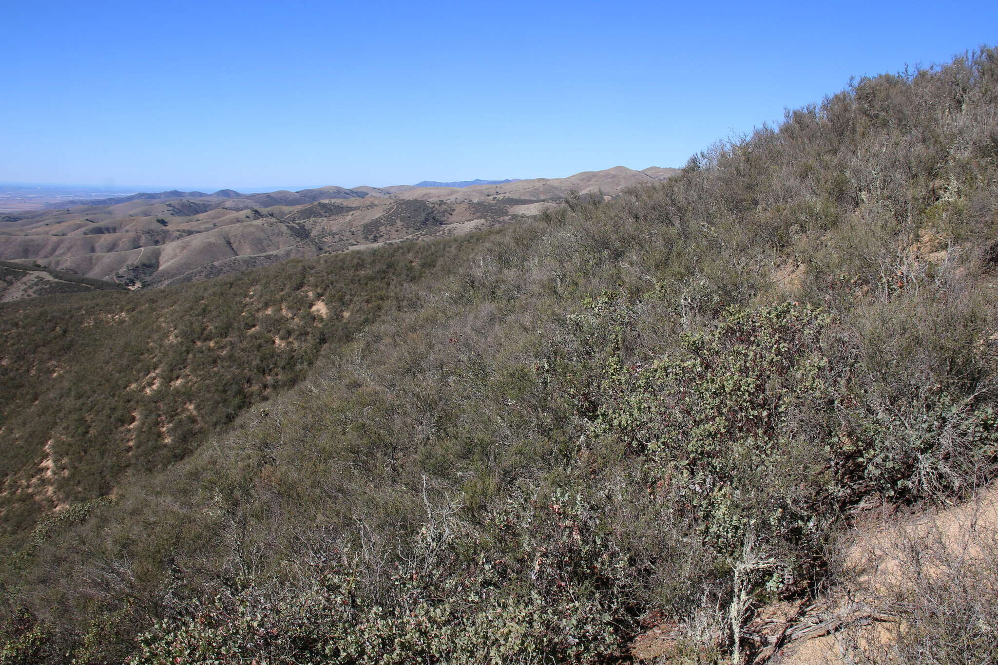 Слика од Arctostaphylos gabilanensis V. T. Parker & M. C. Vasey