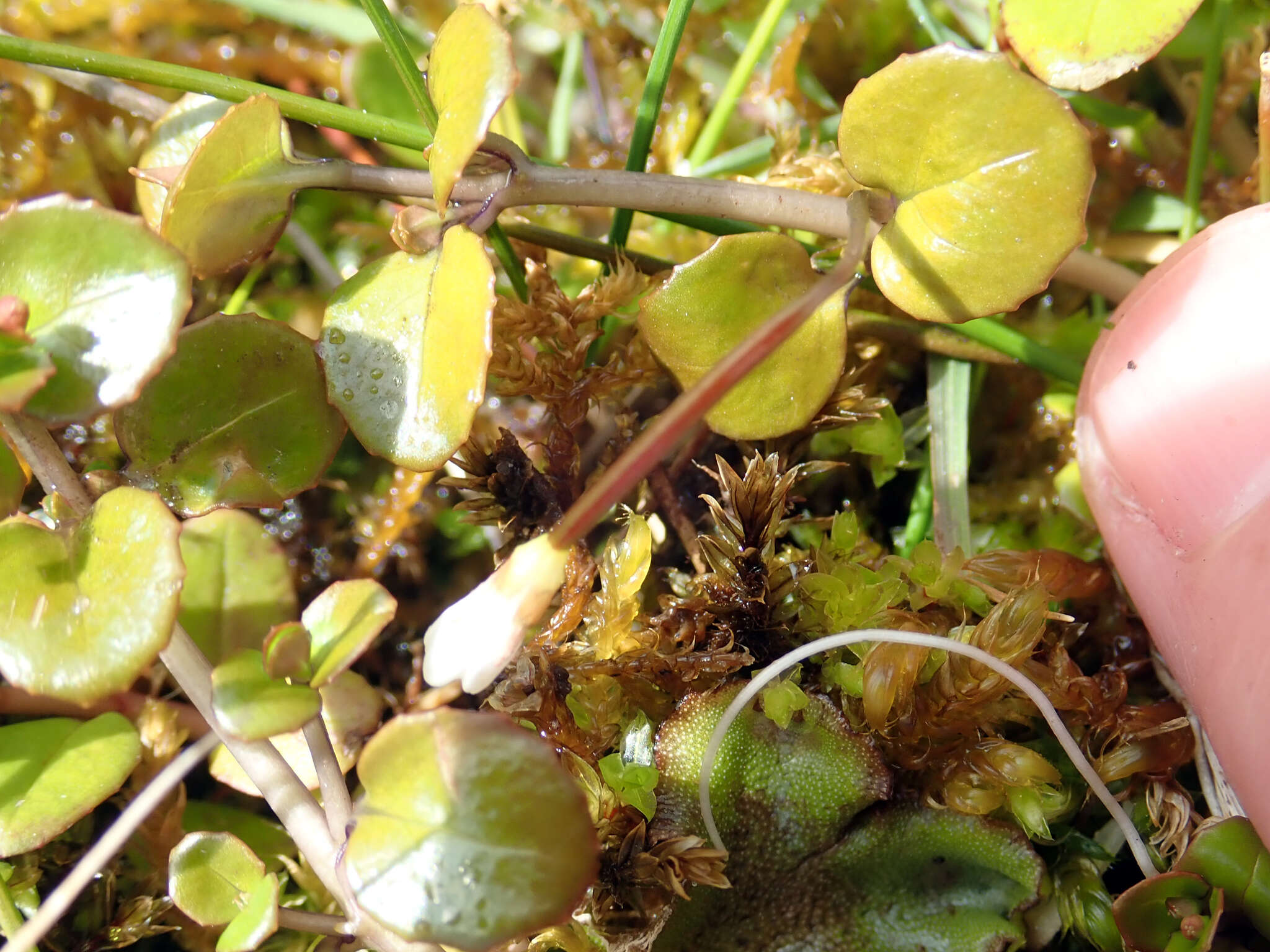 Image of Epilobium brunnescens subsp. brunnescens