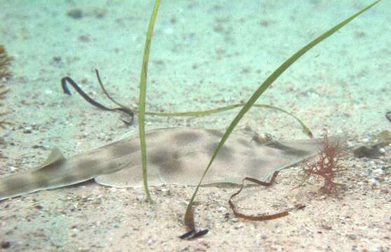 Image of Guitarfish