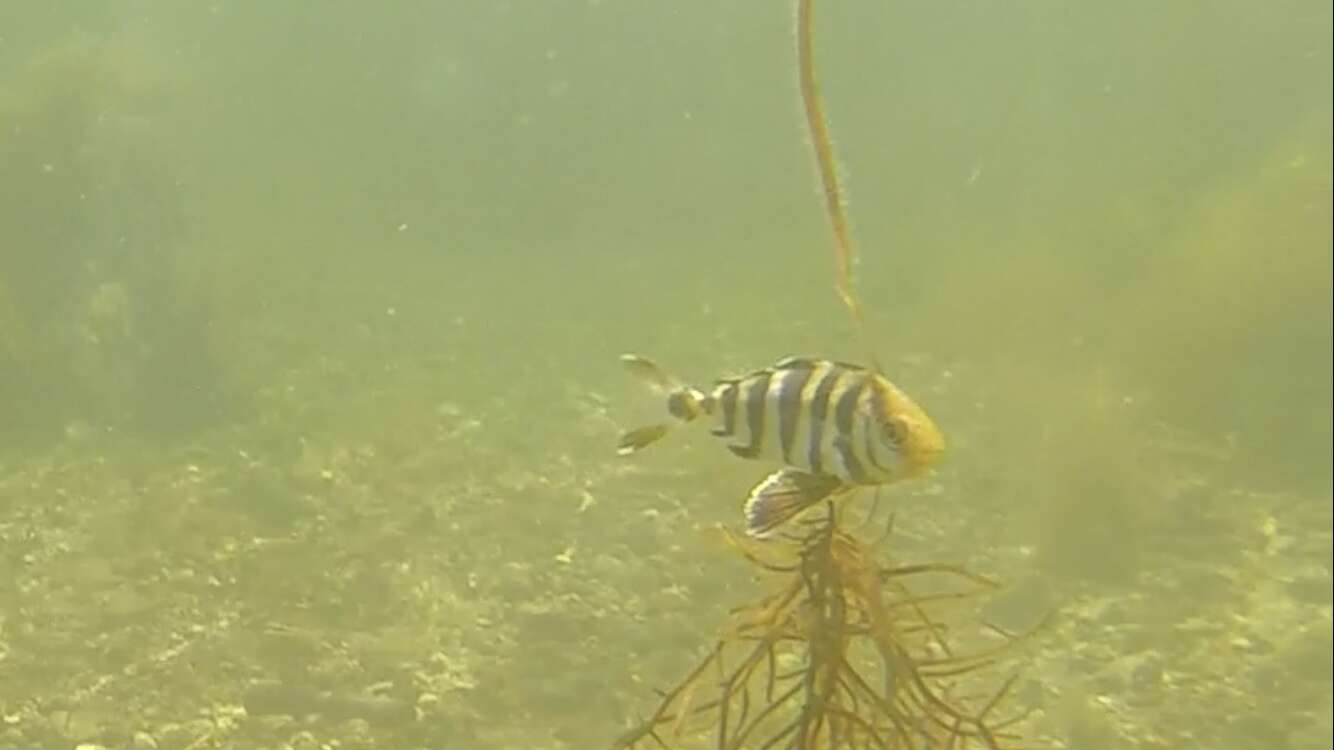 Image of Banded Rudderfish