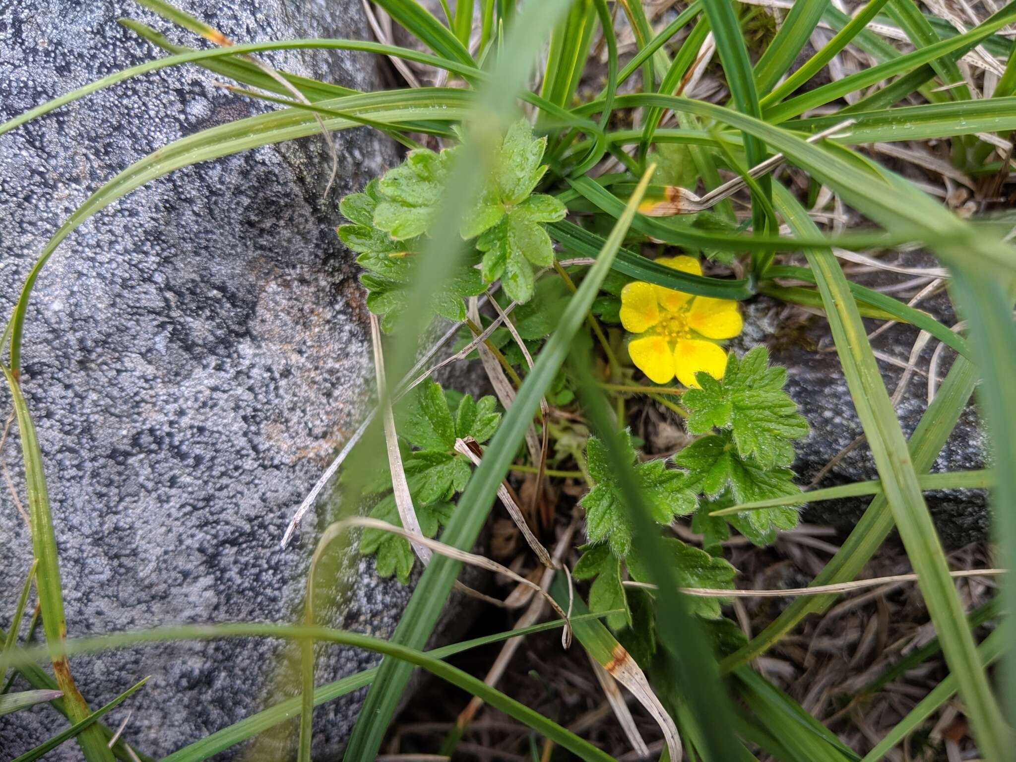 Image of Potentilla hyparctica Malte