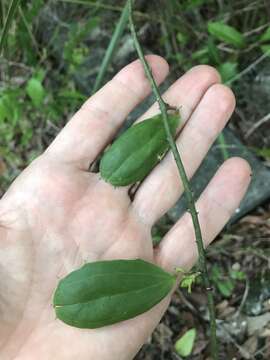 Image of Smilax havanensis Jacq.