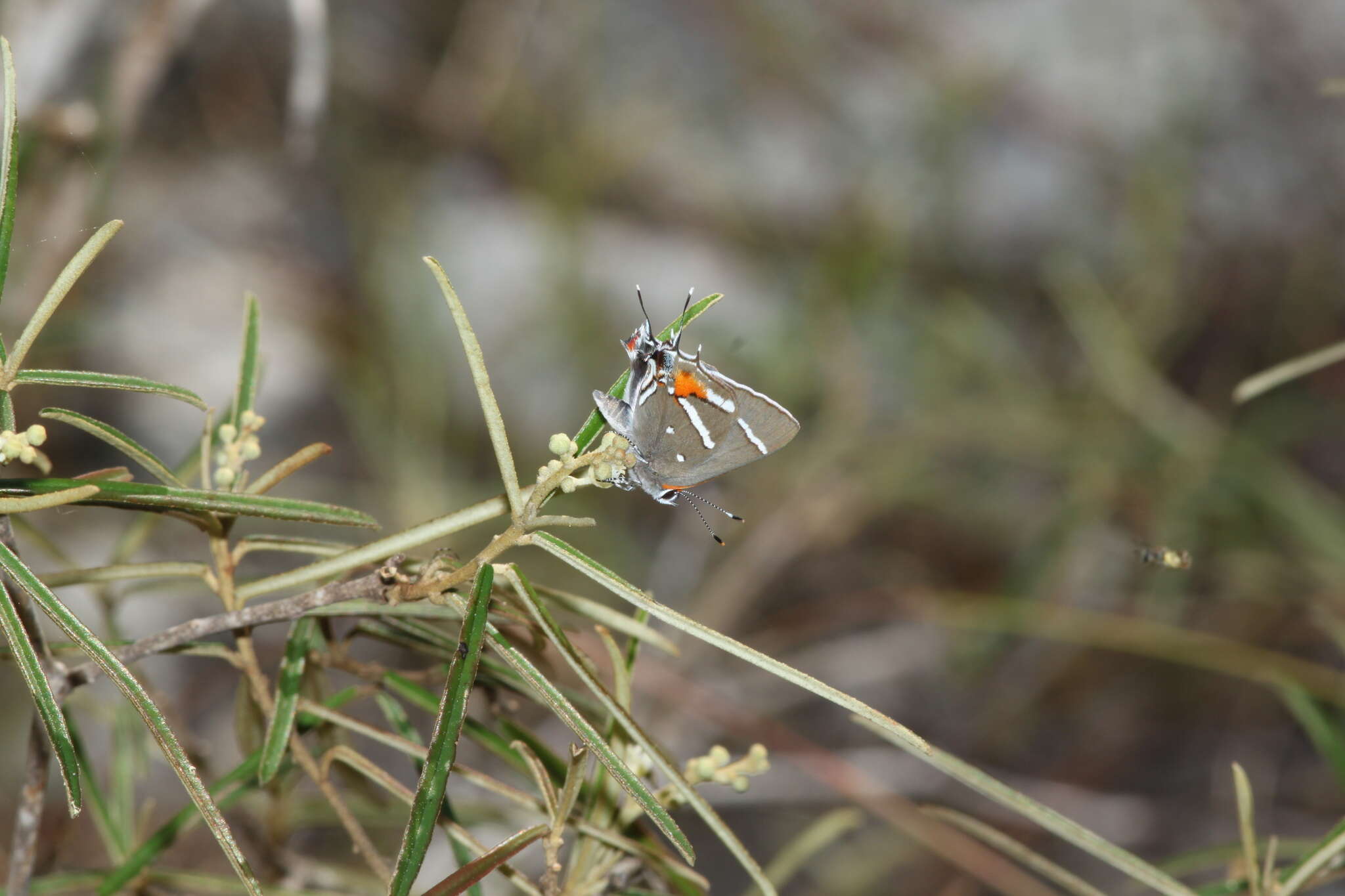 Image of Bartram's hairstreak Butterfly