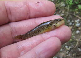 Image of Spottail darter