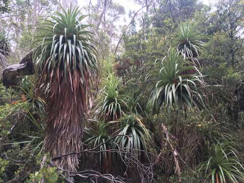 Sivun Richea pandanifolia Hook. fil. kuva