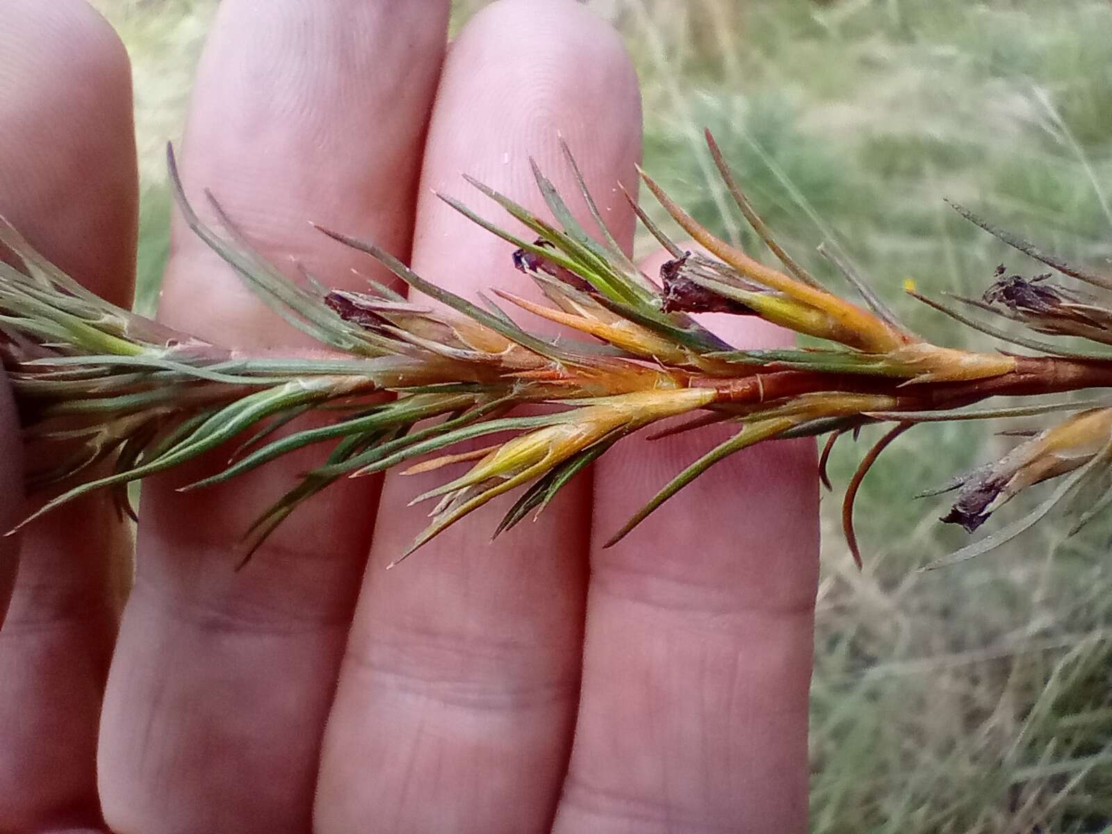 Image of Dracophyllum uniflorum Hook. fil.