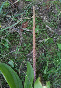 Image of Mexican Plantain