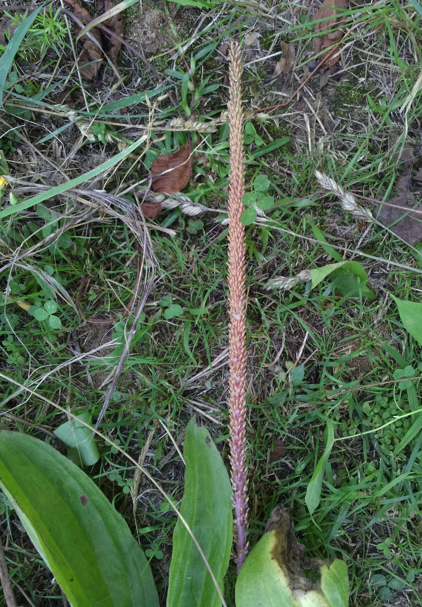 Image of Mexican Plantain