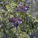 Cercopithecus petaurista buettikoferi Jentink 1886 resmi