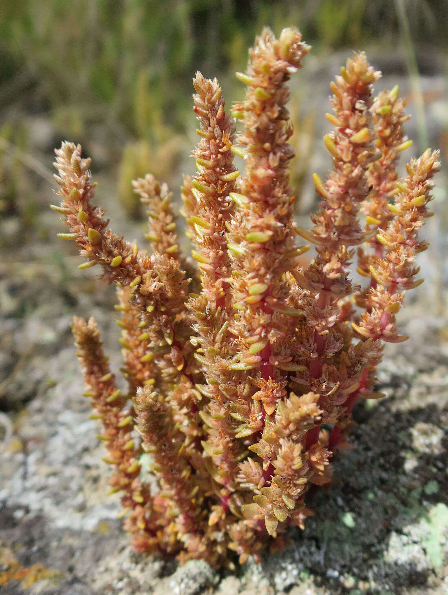 Image of Siberian pygmyweed