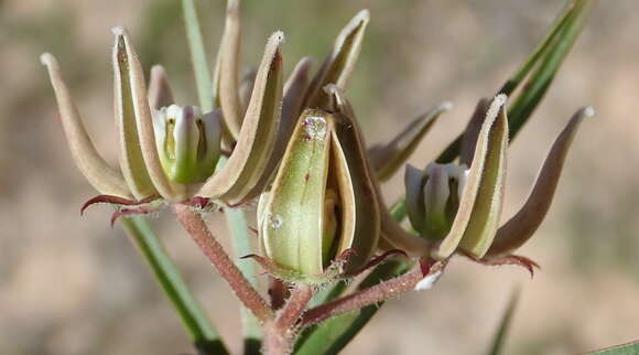 Image of Asclepias navicularis (E. Mey.) Schltr.