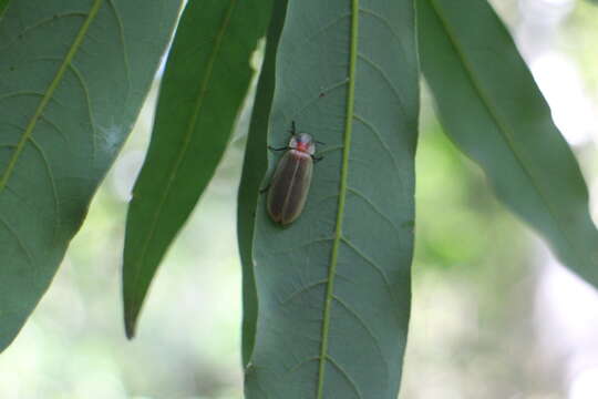 Image of Diaphanes niveus Jeng & Satô ex Jeng et al. 2001