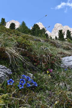 Image of Gentiana digenea Jakow.