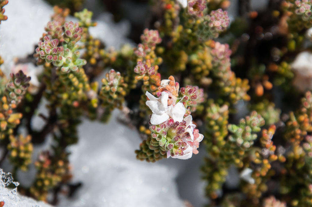 Image of Acmadenia teretifolia (Link) Phill.