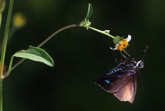 Phocides pigmalion Cramer 1779 resmi